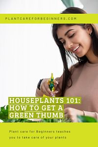 Houseplants 101: How to get a green thumb