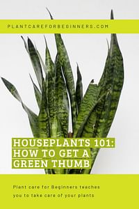 Houseplants 101: How to get a green thumb
