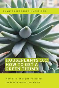 Houseplants 101: How to get a green thumb