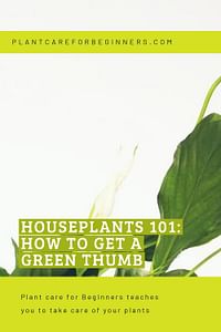 Houseplants 101: How to get a green thumb