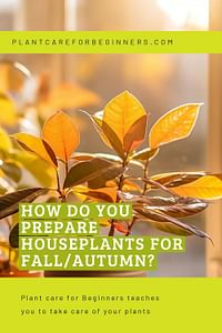 How do you prepare houseplants for fall/autumn?