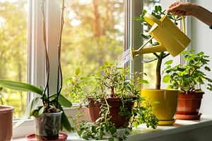 The 10 easiest sun-loving houseplants