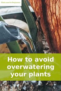 How to avoid overwatering your plants