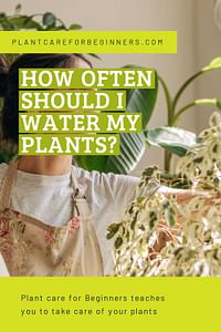 How often should I water my plants?