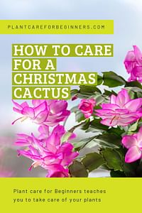 How to care for a Christmas cactus