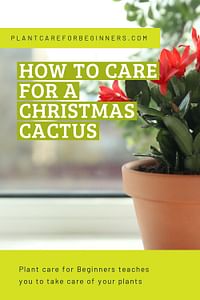 How to care for a Christmas cactus