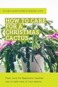 How to care for a Christmas cactus
