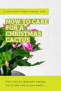 How to care for a Christmas cactus