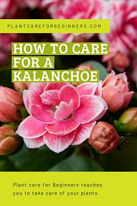 How to care for a Kalanchoe
