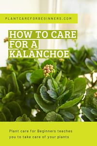 How to care for a Kalanchoe