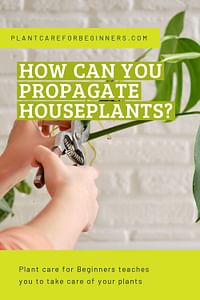 How can you propagate houseplants?