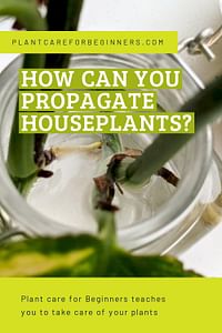 How can you propagate houseplants?