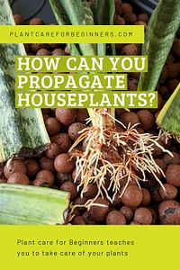 How can you propagate houseplants?