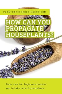 How can you propagate houseplants?