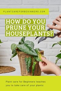 How do you prune your houseplants?