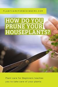 How do you prune your houseplants?