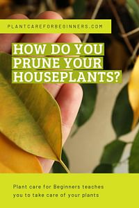 How do you prune your houseplants?