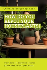 How do you repot your houseplants?