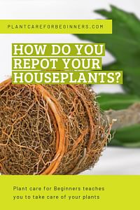 How do you repot your houseplants?