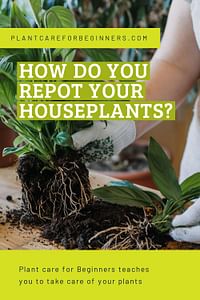How do you repot your houseplants?