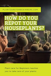 How do you repot your houseplants?