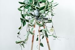 How to take care of a Hoya