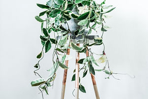 How to take care of a Hoya