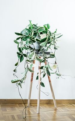 How to take care of a Hoya