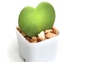 Hoya Kerrii