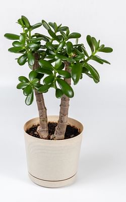 How to take care of a Jade Plant