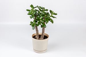 How to take care of a Jade Plant
