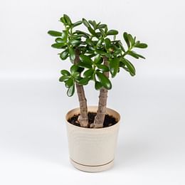 Jade Plant