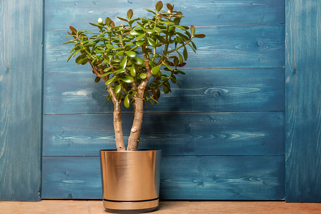 Jade plant (Crassula ovata)