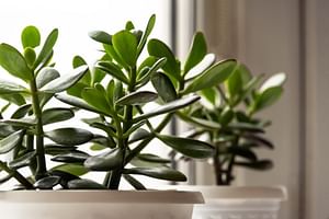 Jade Plant
