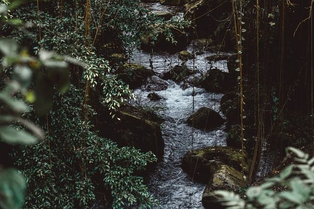 Jungle