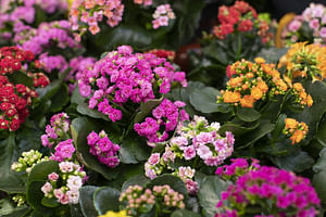Kalanchoe