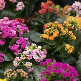 Kalanchoe
