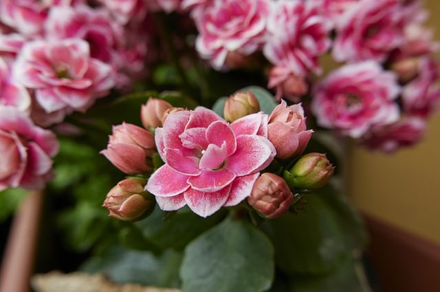 Kalanchoe flowers
