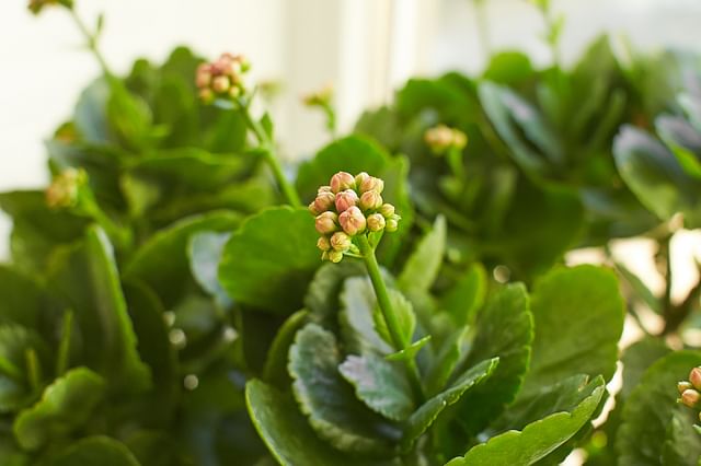 Kalanchoe leaves