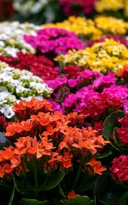 How to care for a Kalanchoe