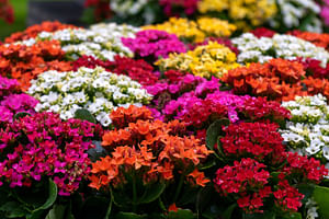 How to care for a Kalanchoe