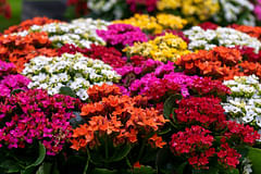How to care for a Kalanchoe