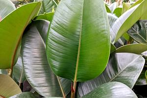Ficus Elastica