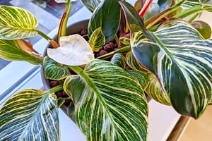 How to grow a Philodendron Birkin in Leca