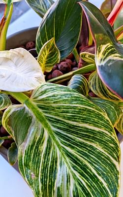 How to grow a Philodendron Birkin in Leca