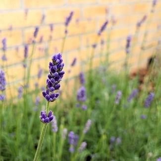 Read a plant care guide