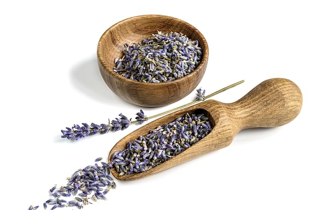 Growing Lavender from Seeds