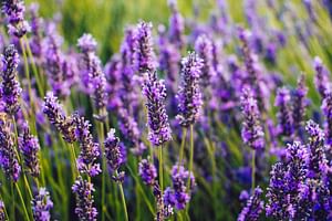 How to take care of Lavender