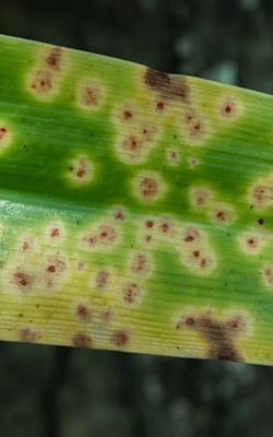 What is leaf spot disease on houseplants?