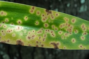 What is leaf spot disease on houseplants?